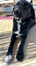 GRETA, Hund, Labrador Retriever in Berlin - Bild 4