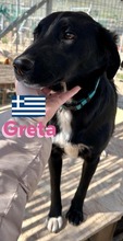 GRETA, Hund, Labrador Retriever in Berlin - Bild 5