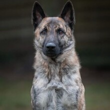 MISHA, Hund, Mischlingshund in Lutherstadt Wittenberg - Bild 1