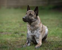 MISHA, Hund, Mischlingshund in Lutherstadt Wittenberg - Bild 2