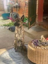 MISHA, Hund, Mischlingshund in Lutherstadt Wittenberg - Bild 4