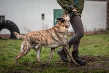 MISHA, Hund, Mischlingshund in Lutherstadt Wittenberg - Bild 5