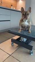 YARA, Hund, Französische Bulldogge in Hürth - Bild 6