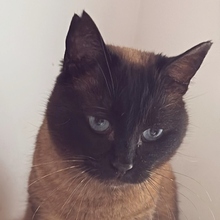 MOAXA, Katze, Europäisch Kurzhaar in Wendelstein