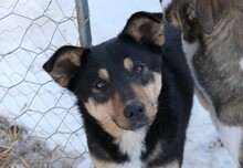 CANDY, Hund, Mischlingshund in Rumänien - Bild 7