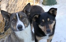 CANDY, Hund, Mischlingshund in Rumänien - Bild 8