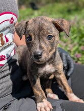 DUBLIN, Hund, Mischlingshund in Rumänien - Bild 10