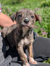 DUBLIN, Hund, Mischlingshund in Rumänien - Bild 6