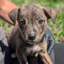 DUBLIN, Hund, Mischlingshund in Rumänien - Bild 7