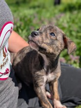 DUBLIN, Hund, Mischlingshund in Rumänien - Bild 8