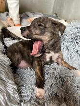 DUBLIN, Hund, Mischlingshund in Rumänien - Bild 9