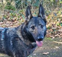 ZOYA, Hund, Deutscher Schäferhund-Mix in Olfen