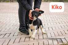 KIKO, Hund, Mischlingshund in Italien - Bild 6