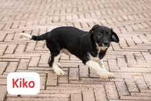 KIKO, Hund, Mischlingshund in Italien - Bild 7