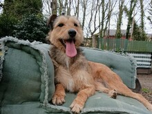VIOLA, Hund, Griffon-Mix in Spanien