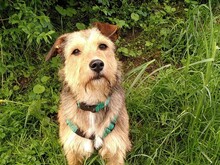 VIOLA, Hund, Griffon-Mix in Oberrot - Bild 1