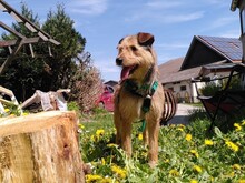 VIOLA, Hund, Griffon-Mix in Oberrot - Bild 2
