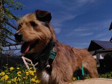 VIOLA, Hund, Griffon-Mix in Oberrot - Bild 3