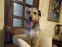 VIOLA, Hund, Griffon-Mix in Oberrot - Bild 6