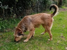VIOLA, Hund, Griffon-Mix in Oberrot - Bild 7
