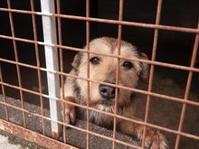 VIOLA, Hund, Griffon-Mix in Oberrot - Bild 8