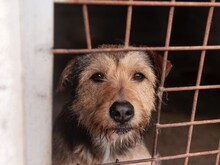 VIOLA, Hund, Griffon-Mix in Oberrot - Bild 9