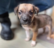 DASH, Hund, Mischlingshund in Rumänien - Bild 10