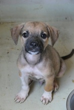 DASH, Hund, Mischlingshund in Rumänien - Bild 11