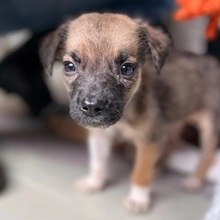 DASH, Hund, Mischlingshund in Rumänien - Bild 8