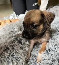 DASH, Hund, Mischlingshund in Rumänien - Bild 9