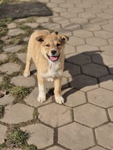 MINA, Hund, Mischlingshund in Rumänien - Bild 14