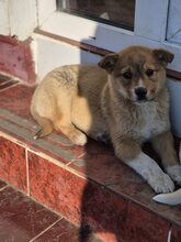 MINA, Hund, Mischlingshund in Rumänien - Bild 15