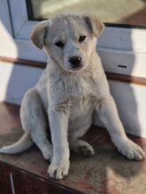 KARA, Hund, Mischlingshund in Rumänien - Bild 11