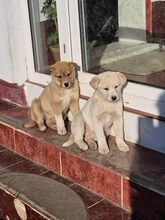 KARA, Hund, Mischlingshund in Rumänien - Bild 12