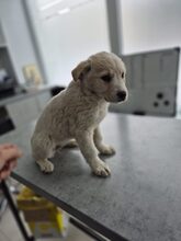 KARA, Hund, Mischlingshund in Rumänien - Bild 13
