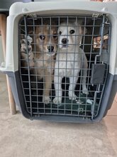 KARA, Hund, Mischlingshund in Rumänien - Bild 14