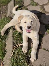 KARA, Hund, Mischlingshund in Rumänien - Bild 9