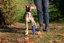 TZATZIKI, Hund, Mischlingshund in Ungarn - Bild 21