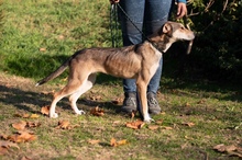 TZATZIKI, Hund, Mischlingshund in Ungarn - Bild 22