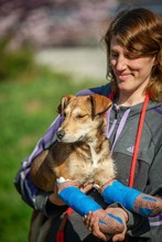 TZATZIKI, Hund, Mischlingshund in Ungarn - Bild 27
