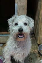 AMOS, Hund, Mischlingshund in Rumänien - Bild 3