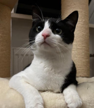 SAMMY, Katze, Europäisch Kurzhaar in Dachau
