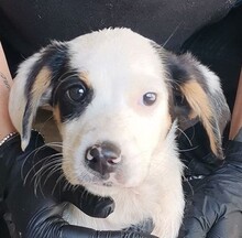 SNOOPY, Hund, English Setter-Mix in Italien - Bild 3