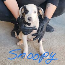SNOOPY, Hund, English Setter-Mix in Italien - Bild 4
