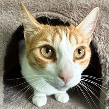 GABRIELA, Katze, Europäisch Kurzhaar in Spanien - Bild 6