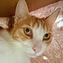 GABRIELA, Katze, Europäisch Kurzhaar in Spanien - Bild 7