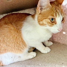 GABRIELA, Katze, Europäisch Kurzhaar in Spanien - Bild 8