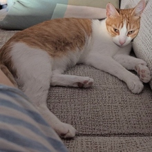 GABRIELA, Katze, Europäisch Kurzhaar in Spanien - Bild 9