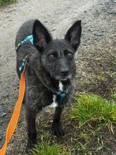 AIDA, Hund, Mischlingshund in Niedenstein