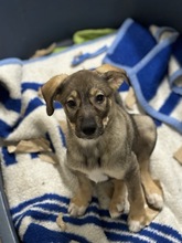 JELKA, Hund, Mischlingshund in Rumänien